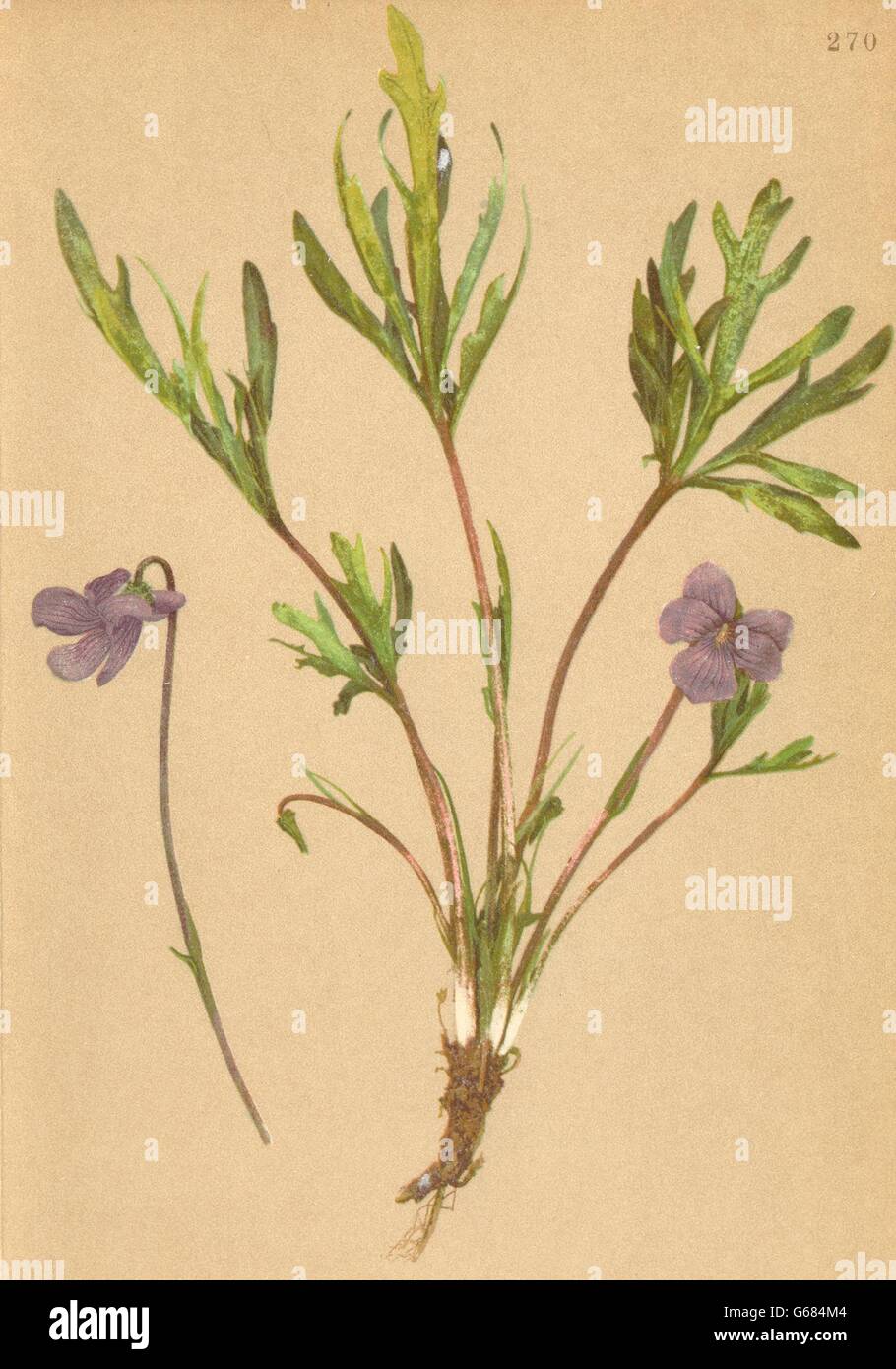 ALPENFLORA ALPINE FLOWERS: Viola pinnata L-Fiederblättriges Veilchen, 1897 Stock Photo