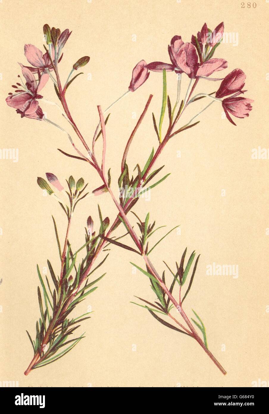 ALPENFLORA ALPINE FLOWERS: Epilobium dodonaei Vill-Dodonäus Weidenroschen, 1897 Stock Photo