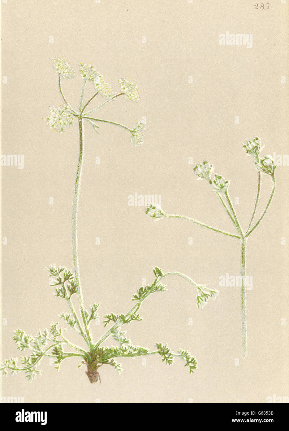 ALPENFLORA ALPINE FLOWERS: Athamanta cretensis L-Kretische Augenwurz, 1897 Stock Photo
