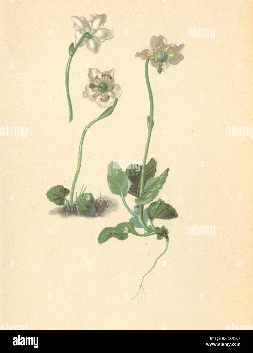 ALPENFLORA ALPINE FLOWERS: Pirola uniflora L-Einblütiges Wintergrün, 1897 Stock Photo