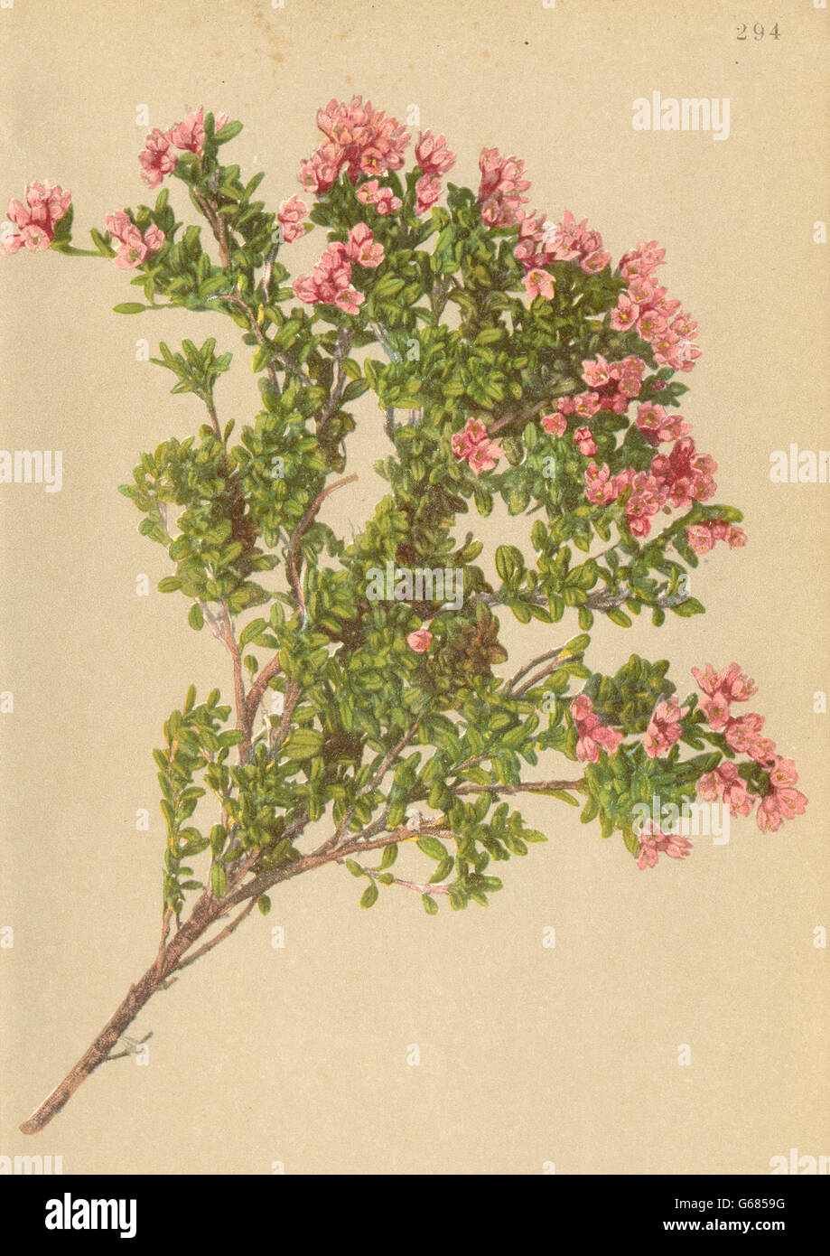 ALPENFLORA ALPINE FLOWERS: Loiseleuria procumbens (L. ) Desv-Alpenheide, 1897 Stock Photo