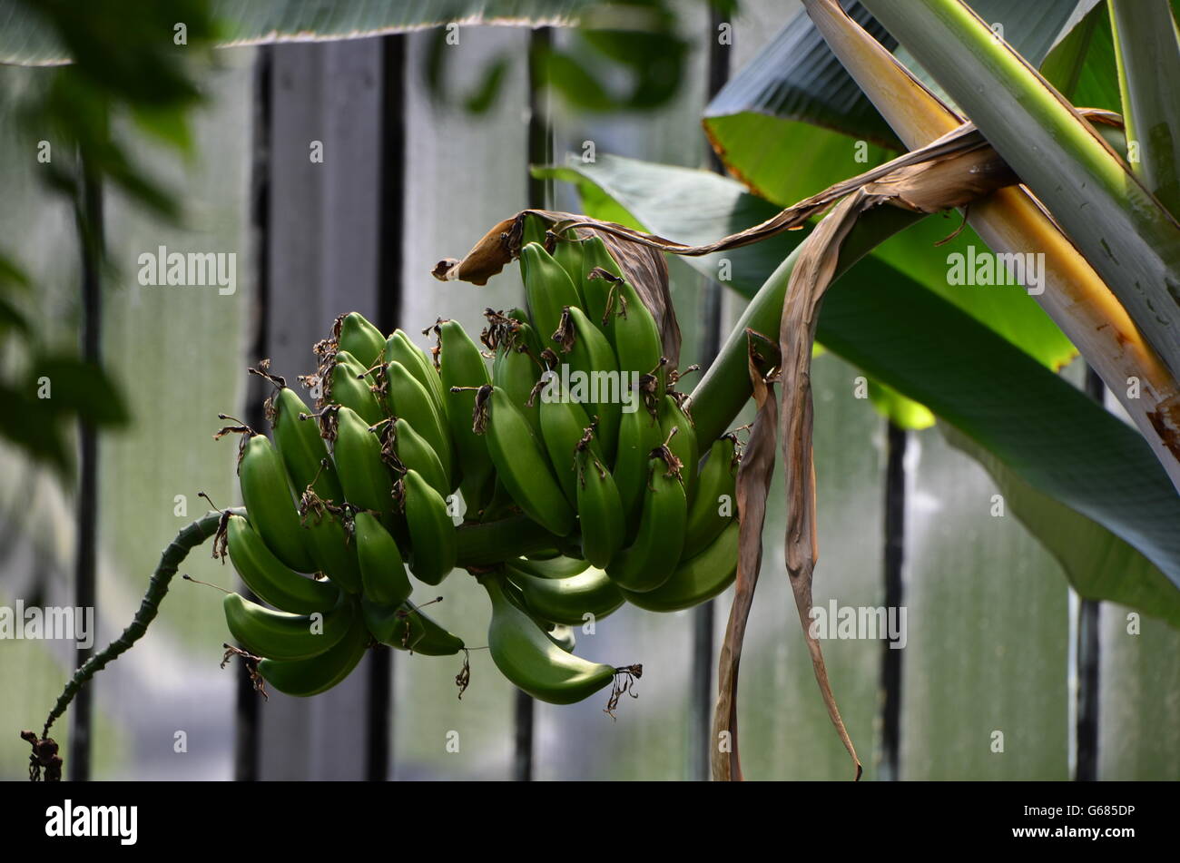 Banana Tree Trunk Stock Photos & Banana Tree Trunk Stock Images Alamy