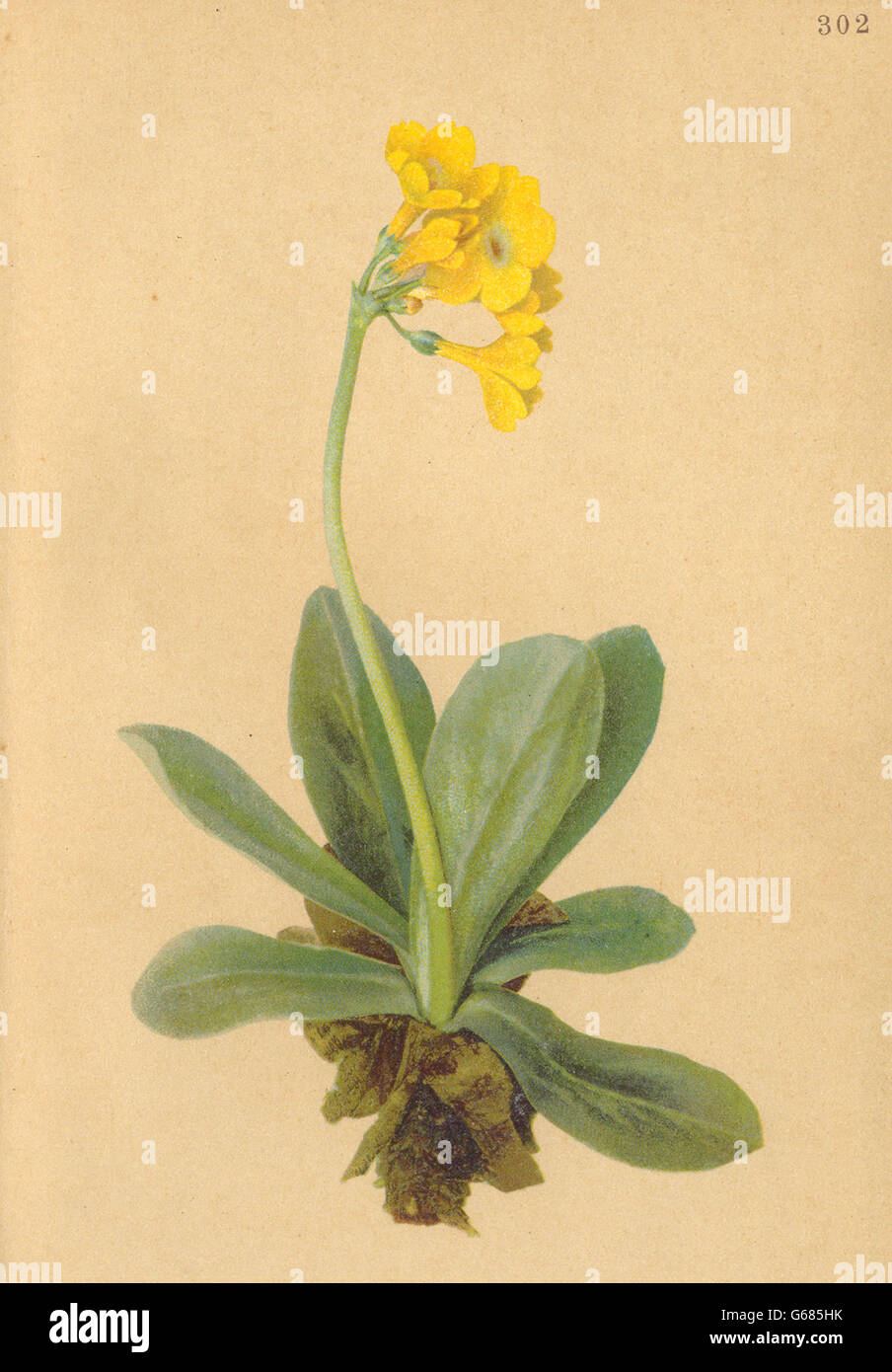 ALPENFLORA ALPINE FLOWERS: Primula auricula L-Aurikel, antique print 1897 Stock Photo