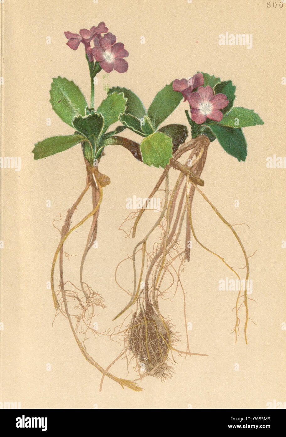 ALPENFLORA ALPINE FLOWERS: Primula villosa Jacq-Zottige Primel, old print 1897 Stock Photo