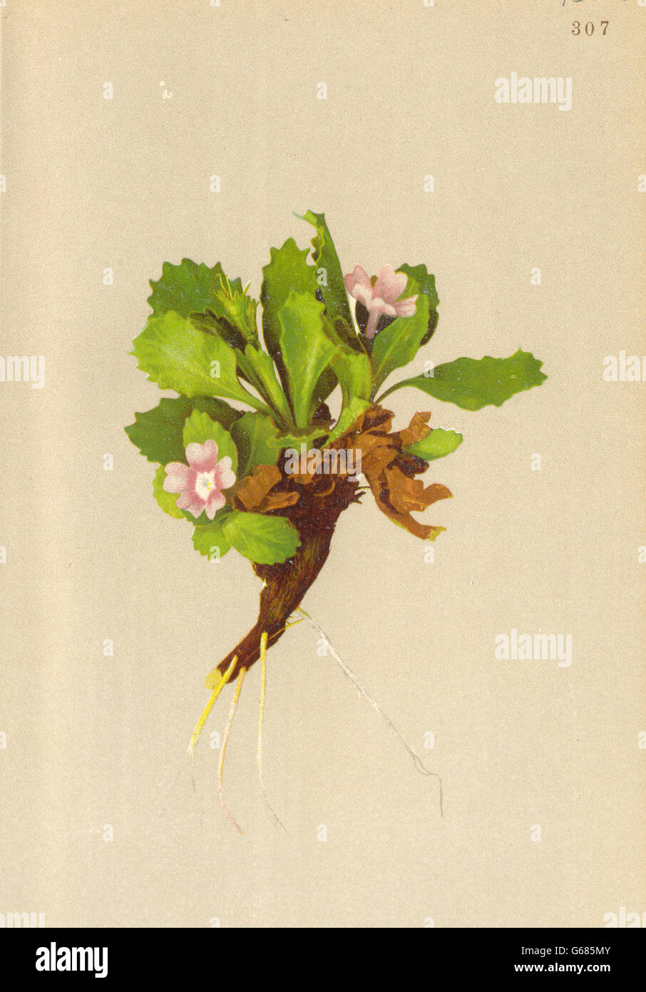 ALPENFLORA ALPINE FLOWERS: Primula viscosa Vill-Klebrige Primel, print 1897 Stock Photo