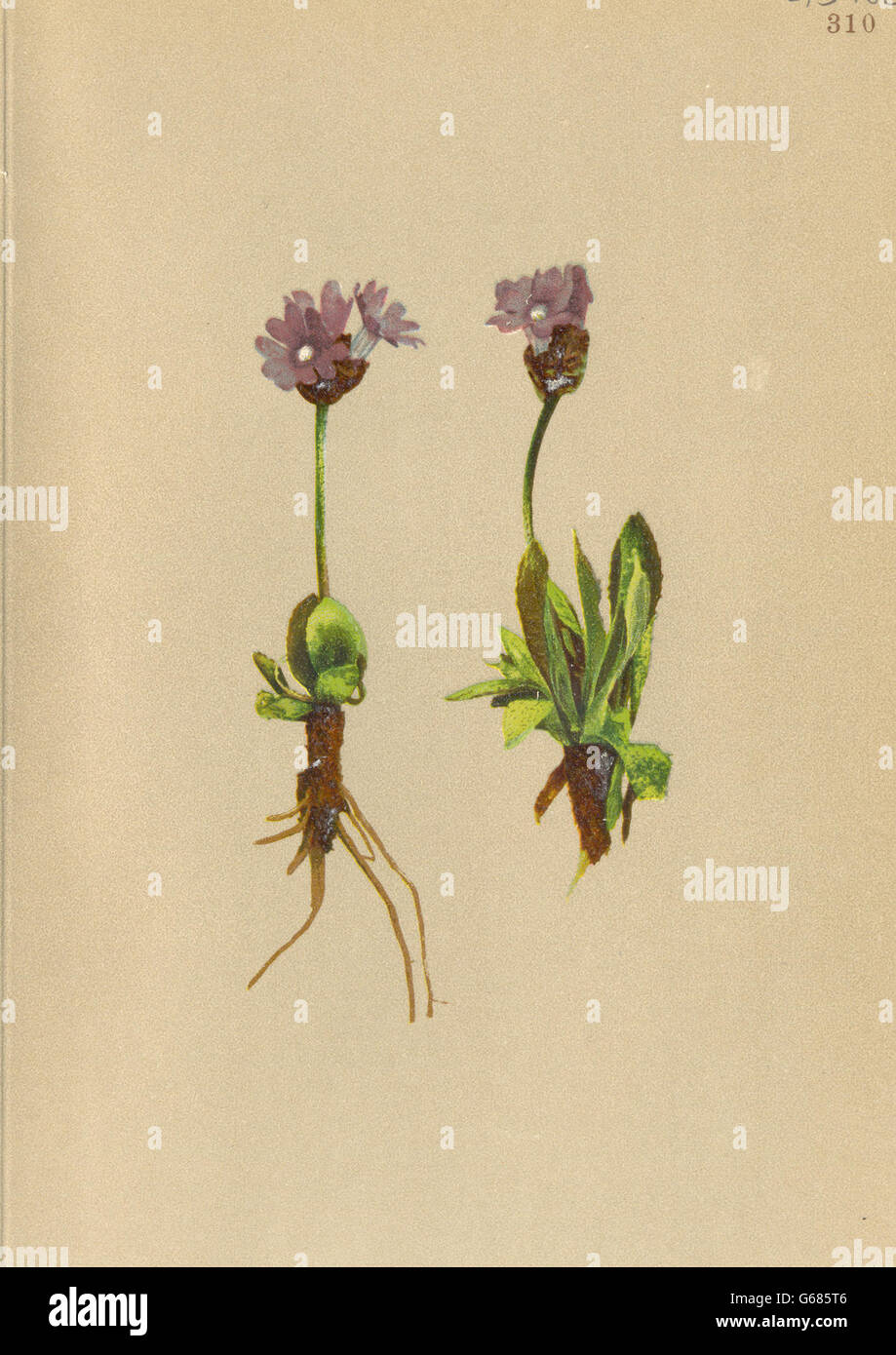 ALPENFLORA ALPINE FLOWERS: Primula glutinosa Wulf-Blauer Speik, old print 1897 Stock Photo