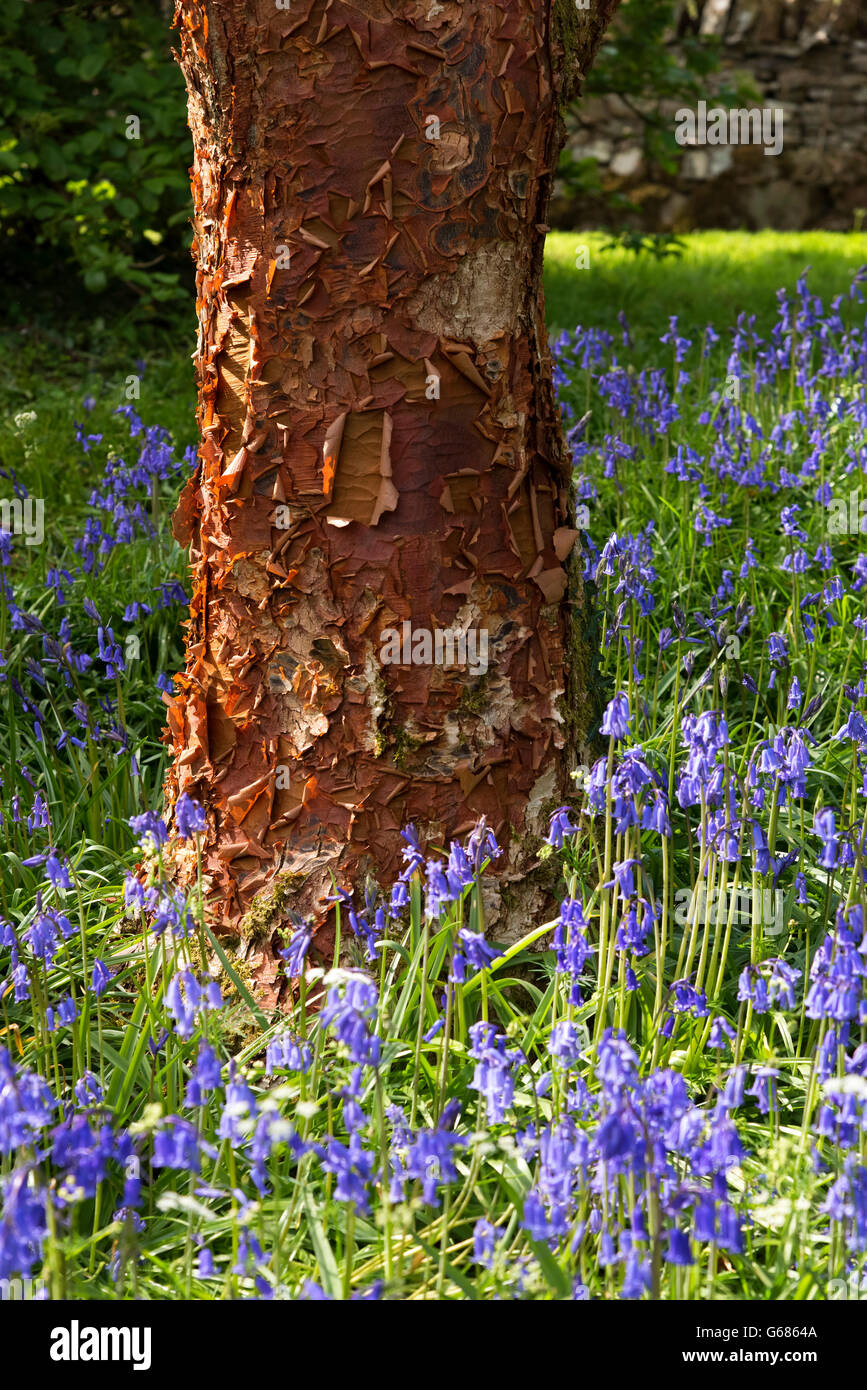 Rowallane Gardens, Co. Down, Northern Ireland Stock Photo