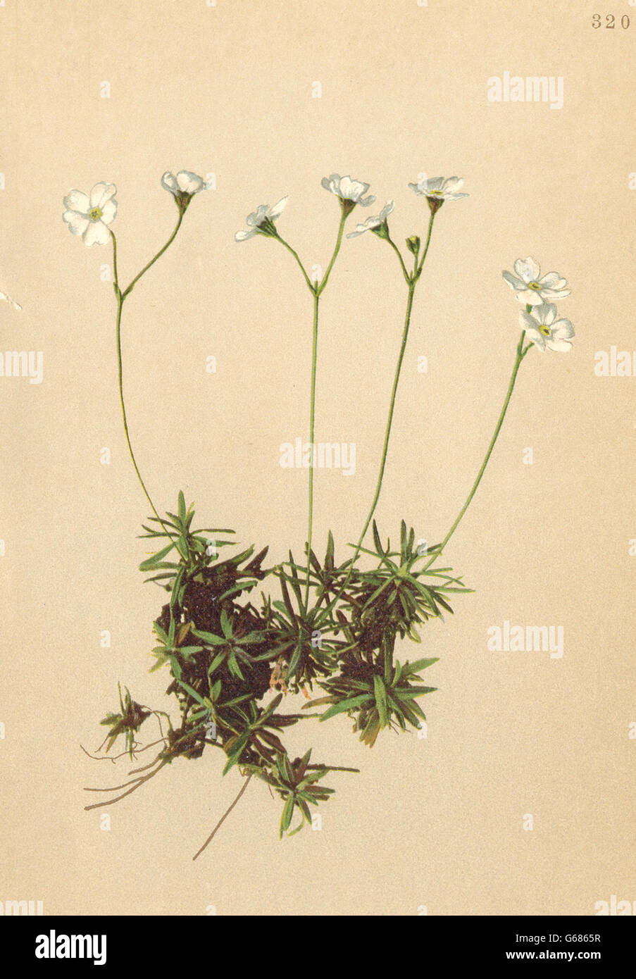ALPENFLORA ALPINE FLOWERS: Androsace lactea K-Milchweisser Mannsschild, 1897 Stock Photo