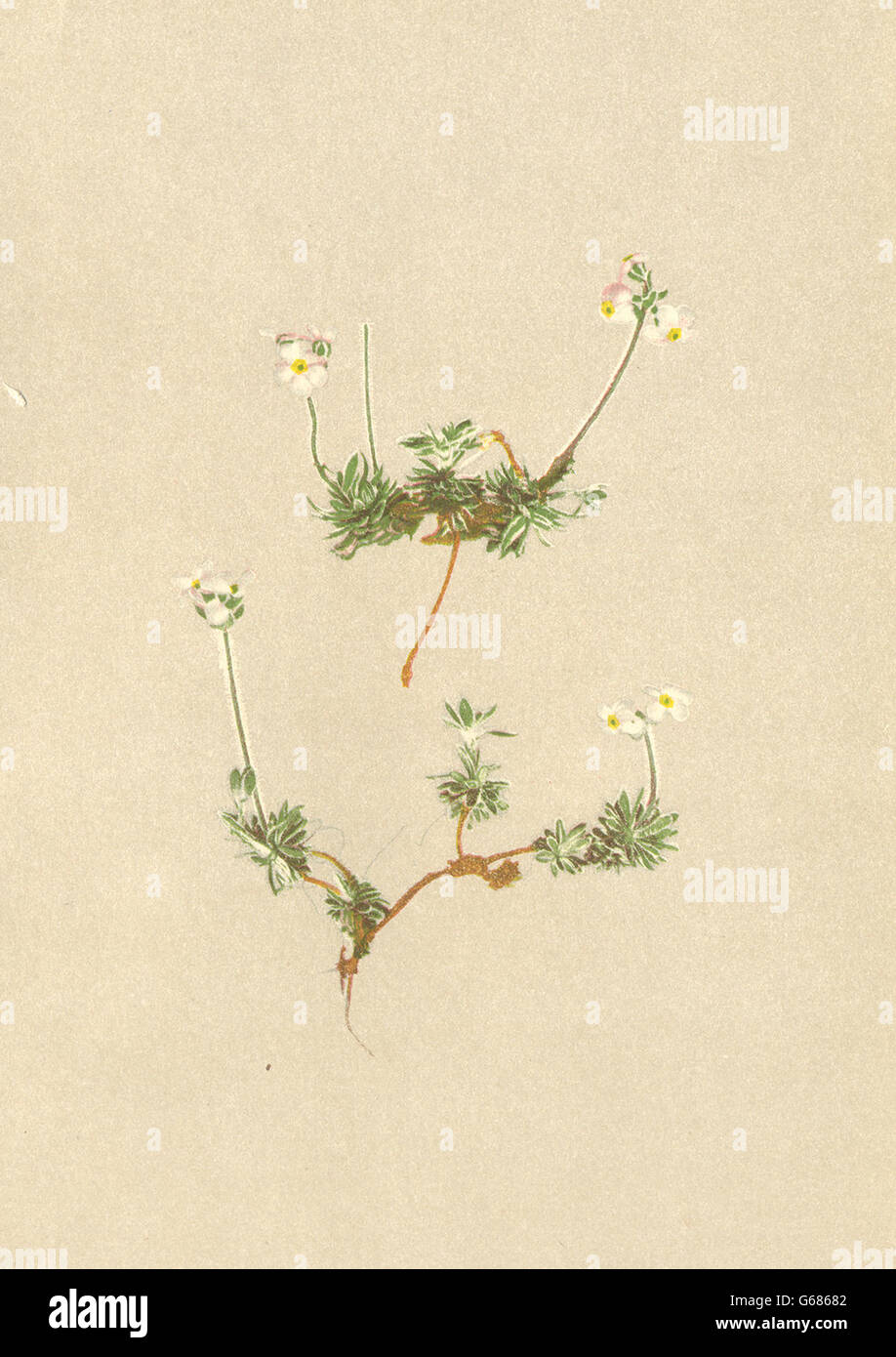 ALPENFLORA ALPINE FLOWERS: Androsace villosa L-Zottiger Mannsschild, 1897 Stock Photo