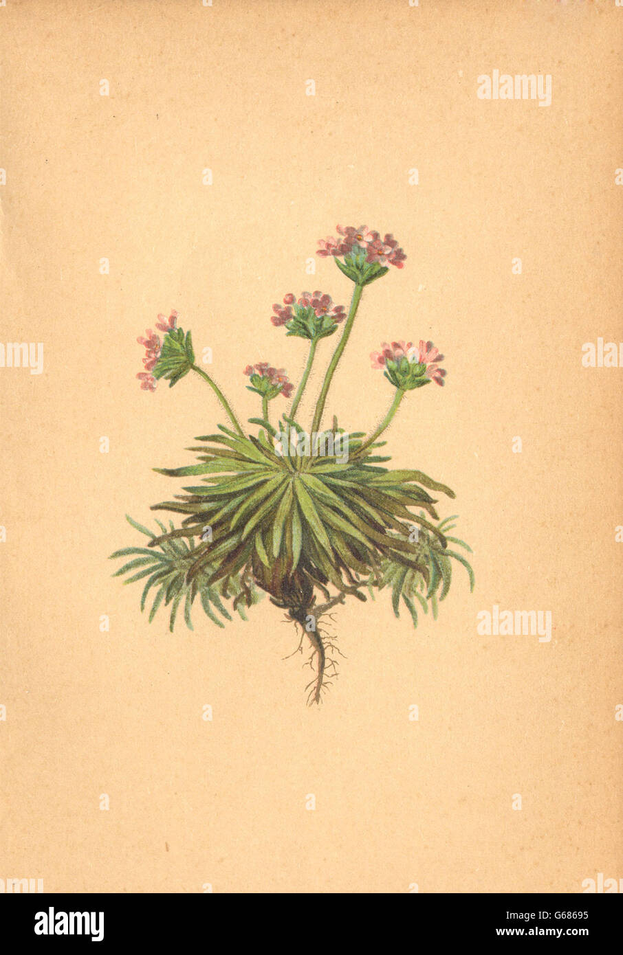 ALPENFLORA ALPINE FLOWERS: Androsace carnea L-Fleischrother Mannsschild, 1897 Stock Photo