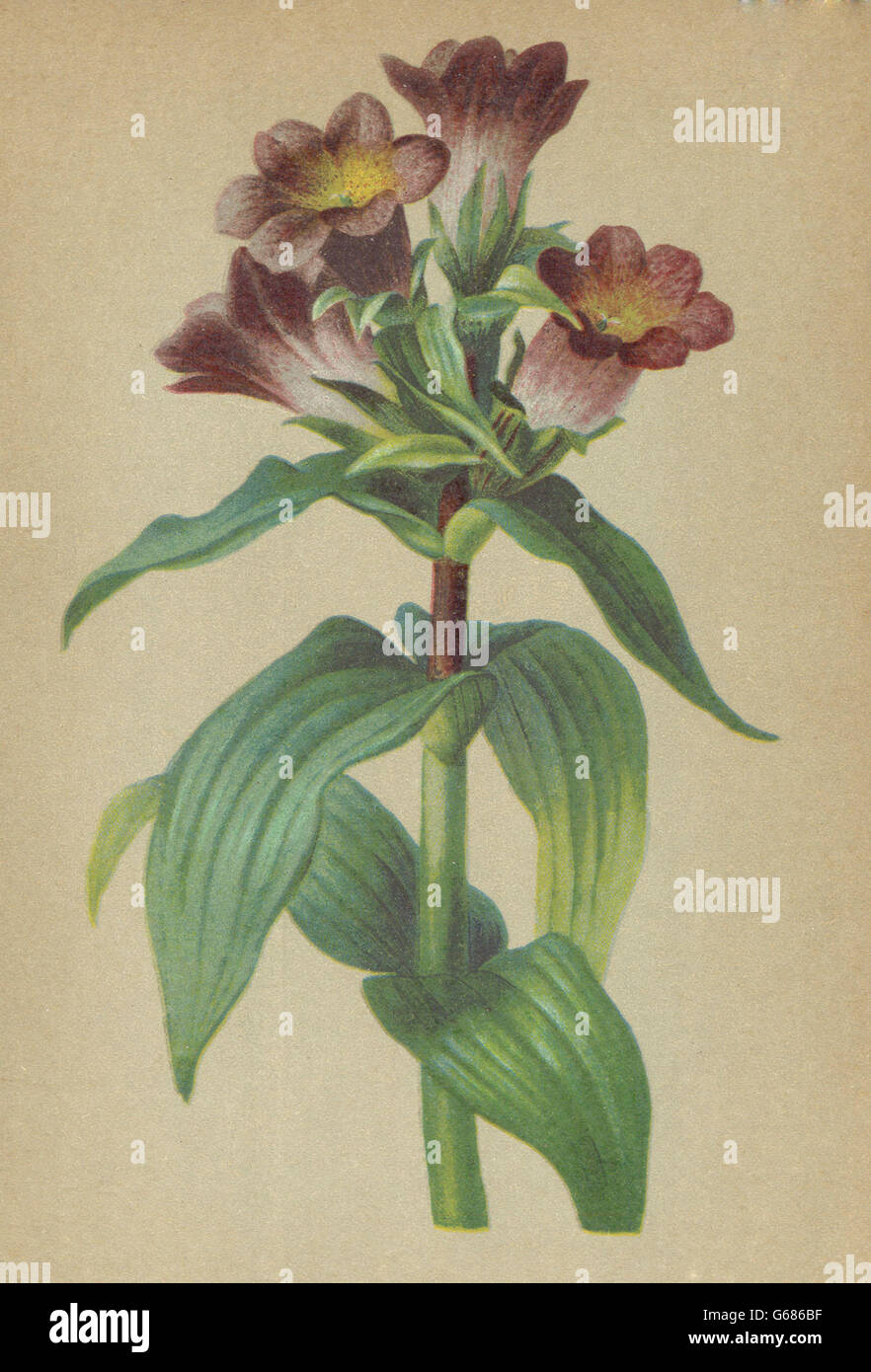 ALPENFLORA ALPINE FLOWERS: Gentiana purpurea L-Purpurrother Enzian, print 1897 Stock Photo