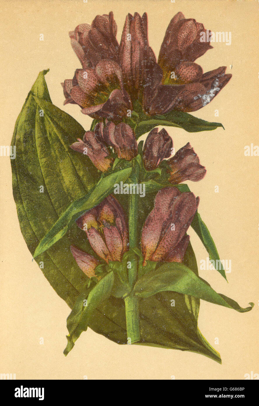 ALPENFLORA ALPINE FLOWERS: Gentiana pannonica Scop-Pannonischer Enzian, 1897 Stock Photo