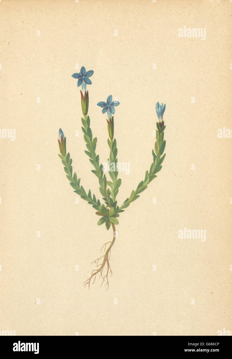 ALPENFLORA ALPINE FLOWERS:Gentiana prostrata Hänke-Niedergestreckter Enzian 1897 Stock Photo