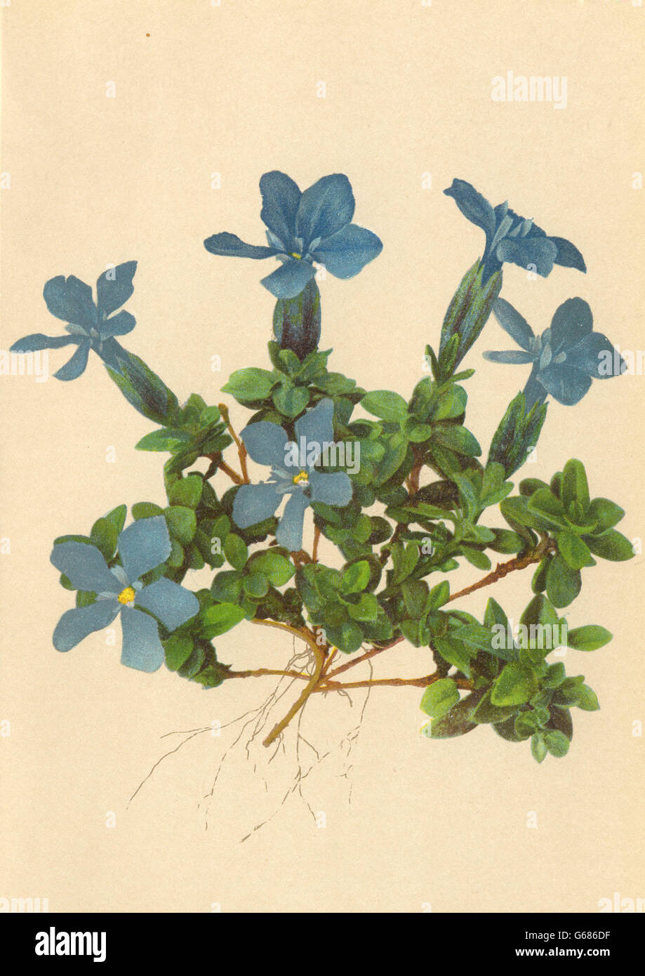 ALPENFLORA ALPINE FLOWERS: Gentiana brachyphylla Vill-Kurzblättriger Enzian 1897 Stock Photo