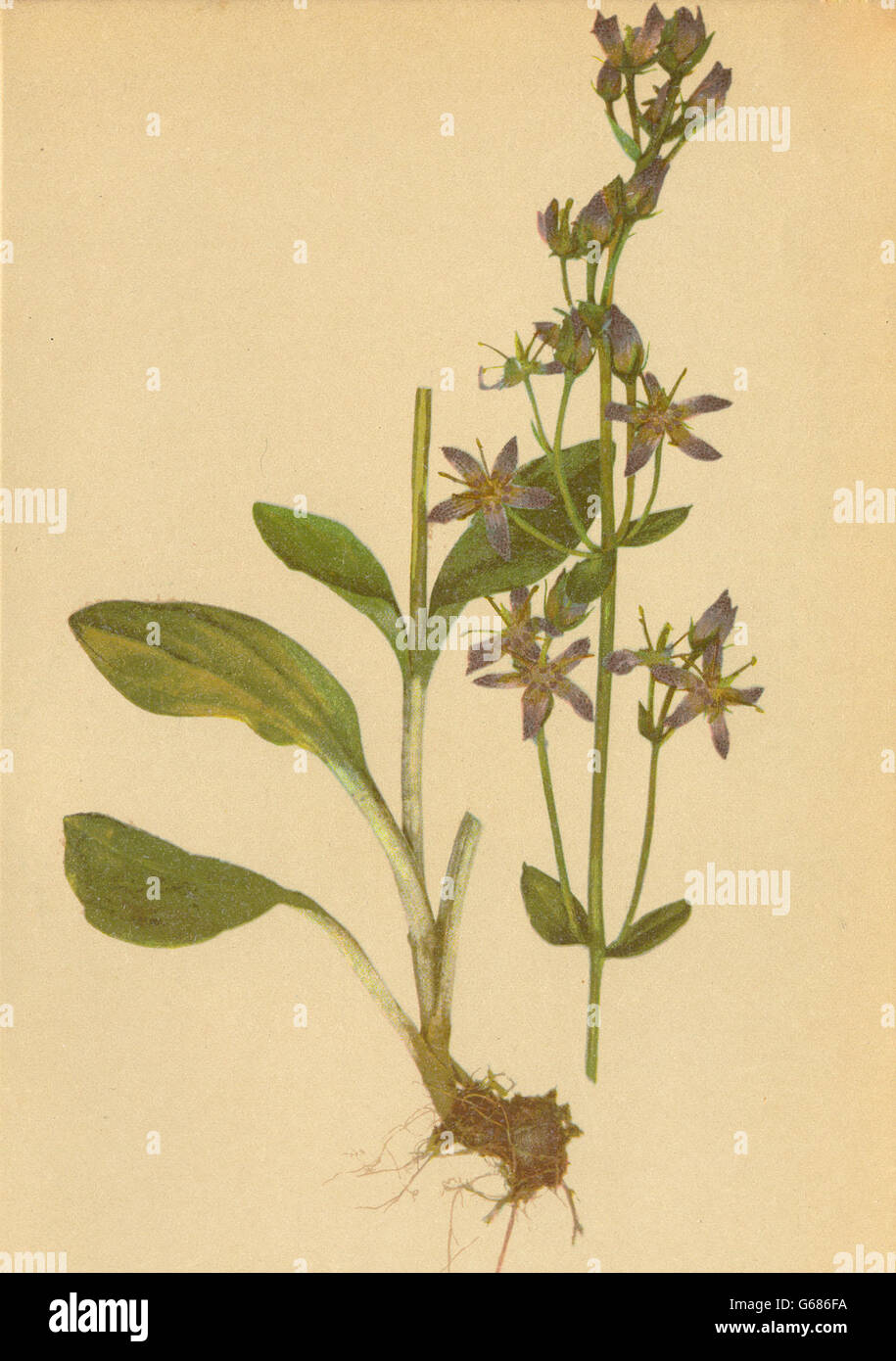 ALPENFLORA ALPINE FLOWERS: Sweertia perennis L-Tarant, antique print 1897 Stock Photo