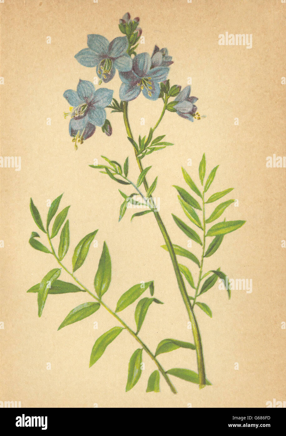 ALPENFLORA ALPINE FLOWERS: Polemonium coeruleum L-Sperrkraut, old print 1897 Stock Photo