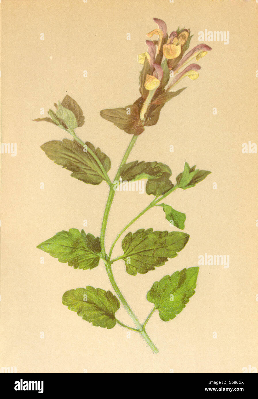 ALPENFLORA ALPINE FLOWERS: Scutellaria alpina L-Alpen-Helmkraut, print 1897 Stock Photo