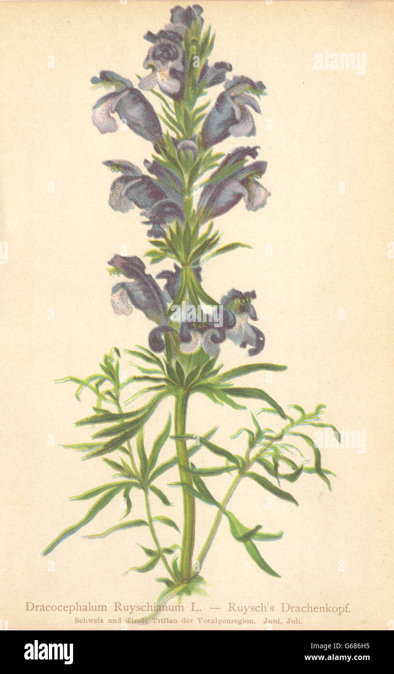 ALPENFLORA ALPINE FLOWERS: Dracocephalum Ruyschianum L-Ruysch's Drachenkopf 1897 Stock Photo