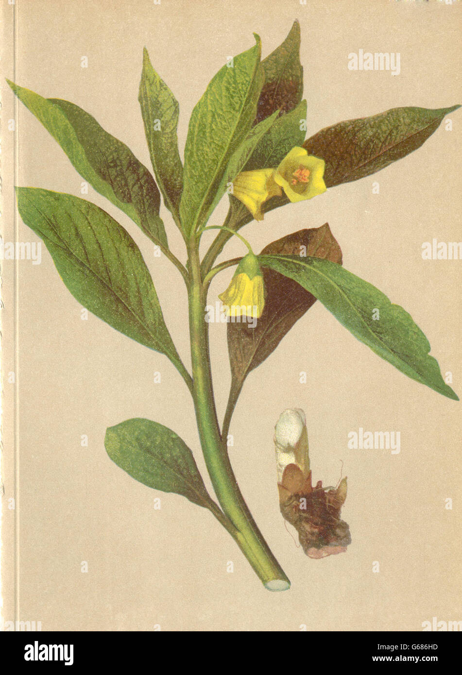 ALPENFLORA ALPINE FLOWERS: Scopolia carniolica Jacq-Scopolie, old print 1897 Stock Photo