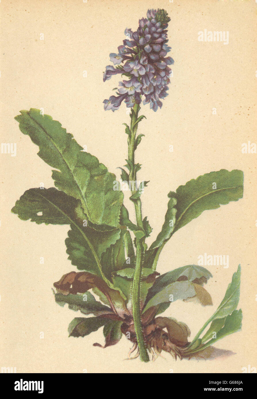 ALPENFLORA ALPINE FLOWERS: Wulfenia carinthiaca Jacq-Wulfenie, old print 1897 Stock Photo