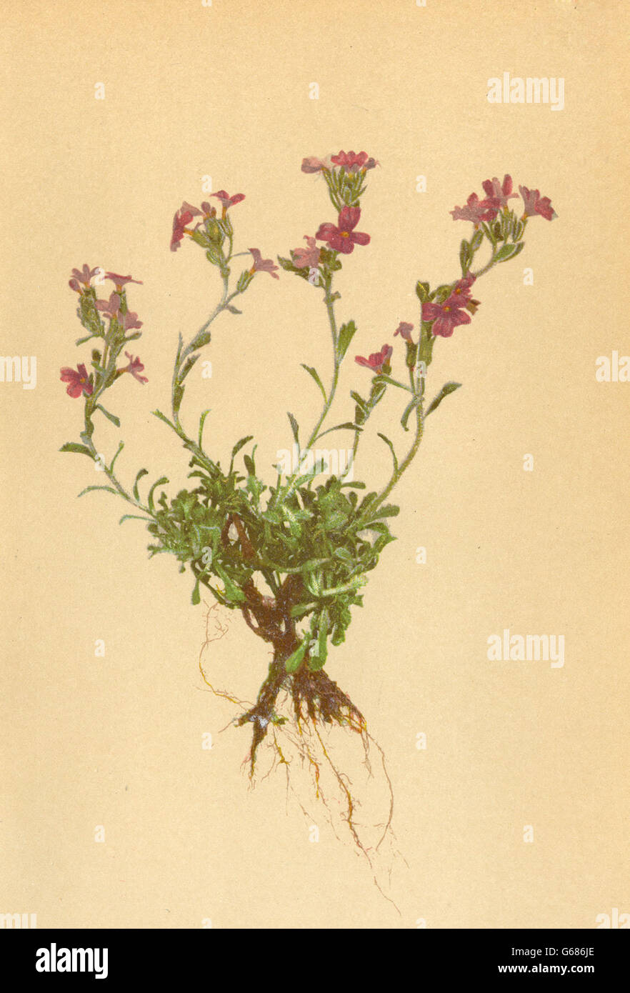 ALPENFLORA ALPINE FLOWERS: Erinus alpinus L-Leberbalsam, antique print 1897 Stock Photo