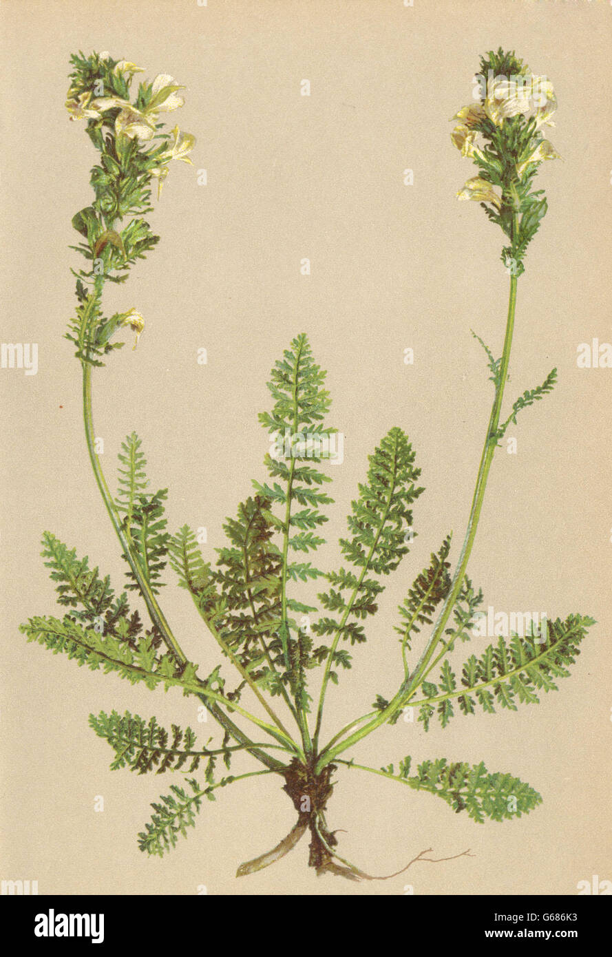 ALPINE FLOWERS: Pedicularis elongata A. Kern-Langtraubiges Läusekraut, 1897 Stock Photo