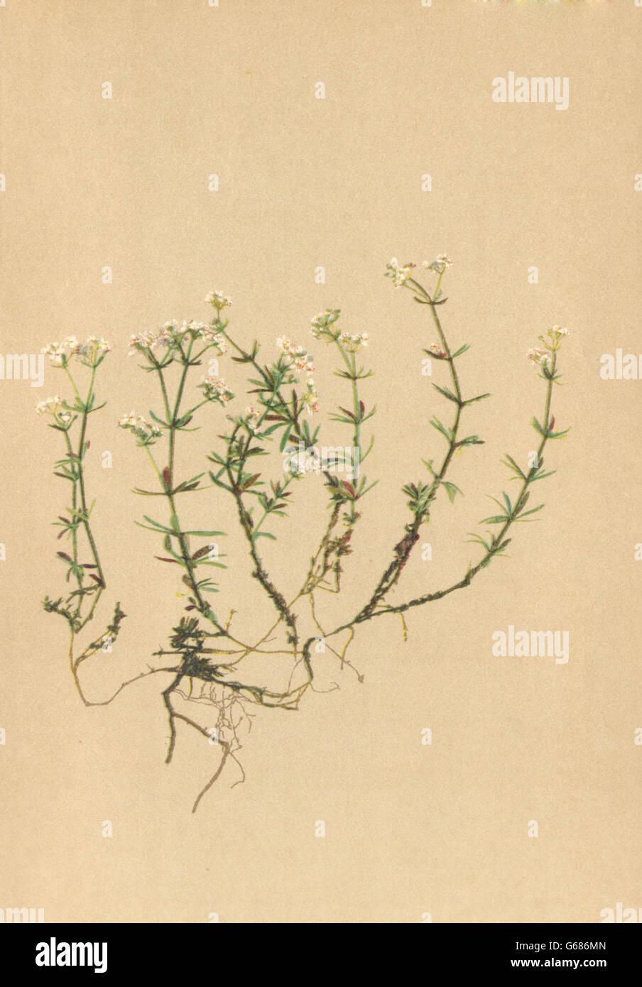 ALPENFLORA ALPINE FLOWERS:Galium austriacum Jacq-Oesterreichisches Labkraut 1897 Stock Photo