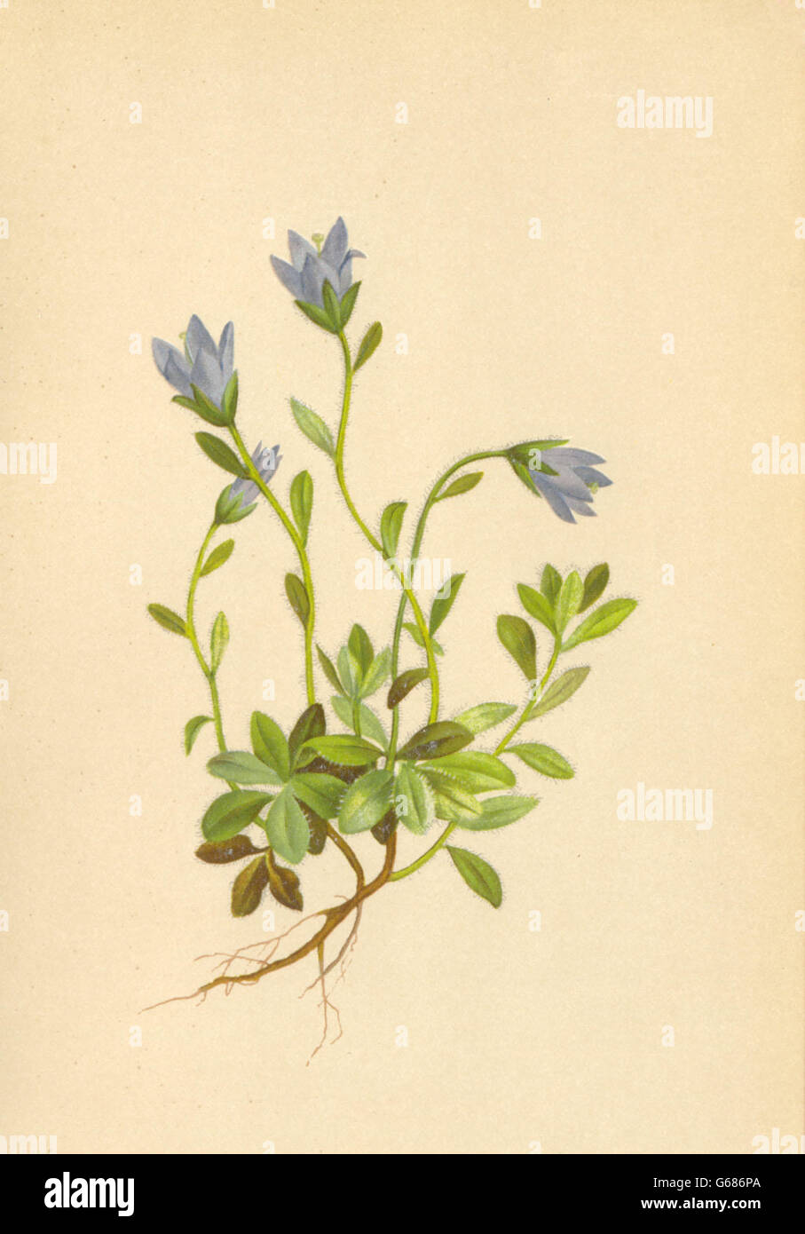 ALPENFLORA ALPINE FLOWERS: Campanula cenisia L-Mont Cenis-Glockenblume, 1897 Stock Photo
