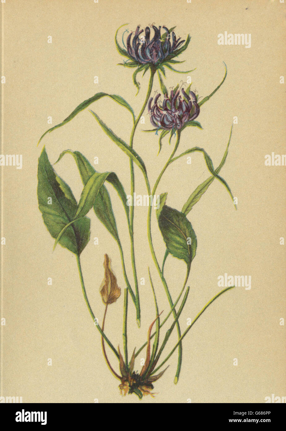 ALPENFLORA ALPINE FLOWERS: Phyteuma scheuchzeri All-Scheuchzer's Rapunzel, 1897 Stock Photo