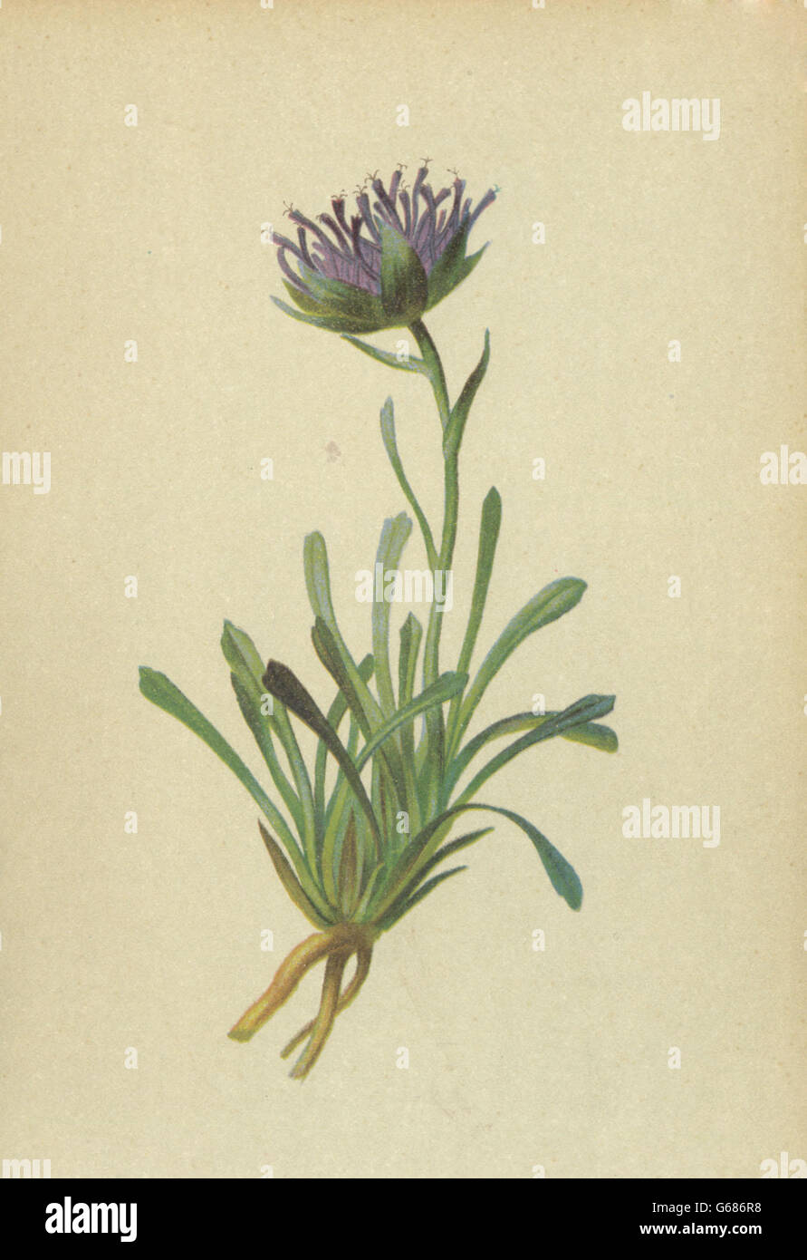 ALPENFLORA ALPINE FLOWERS: Phyteuma confusum A. Kern-Verkannter Rapunzel, 1897 Stock Photo