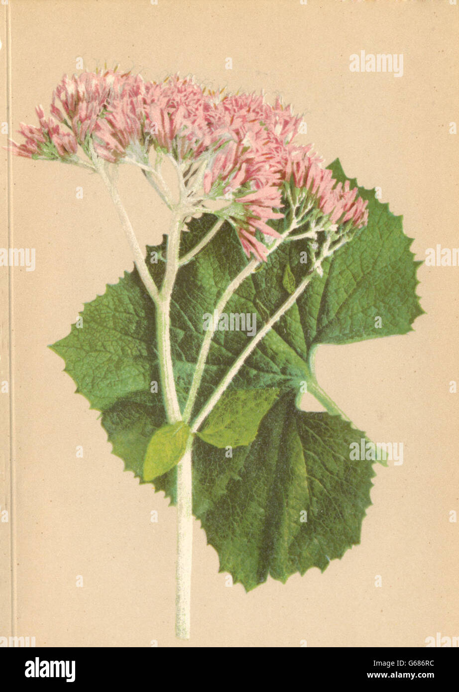 ALPENFLORA ALPINE FLOWERS: Adenostyles alpina Bl. Fingh-Alpen-Drüsengriffel 1897 Stock Photo