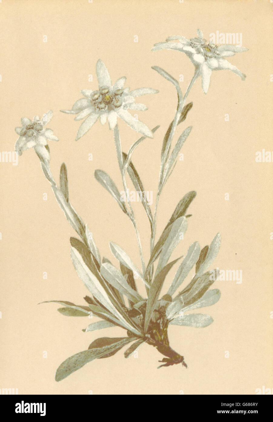 ALPENFLORA ALPINE FLOWERS: Leontopodium alpinum Cass-Edelweiss, old print 1897 Stock Photo