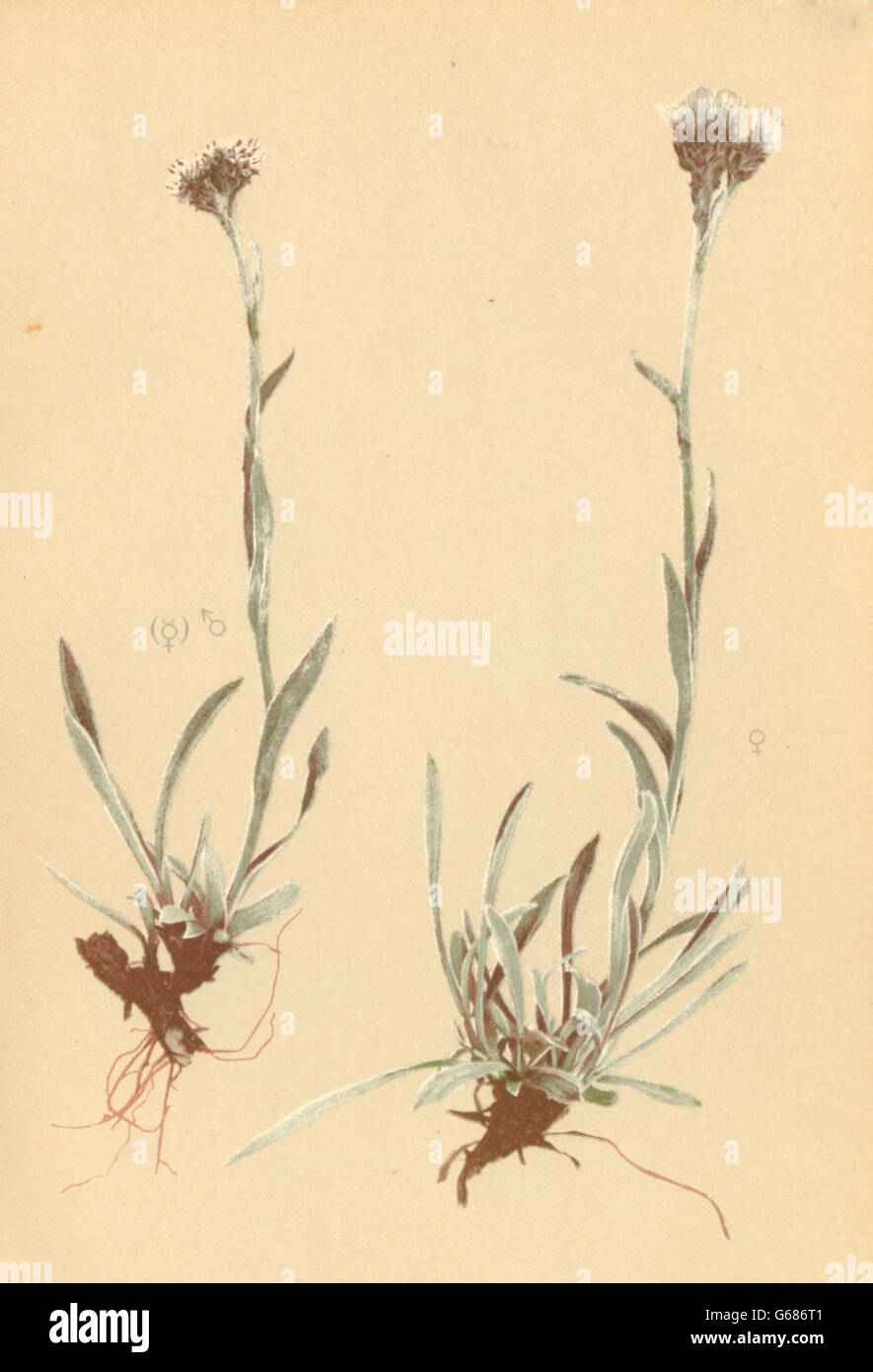ALPINE FLOWERS: Antennaria carpatica Bl. F-Karpatisches Katzenpfotchen, 1897 Stock Photo