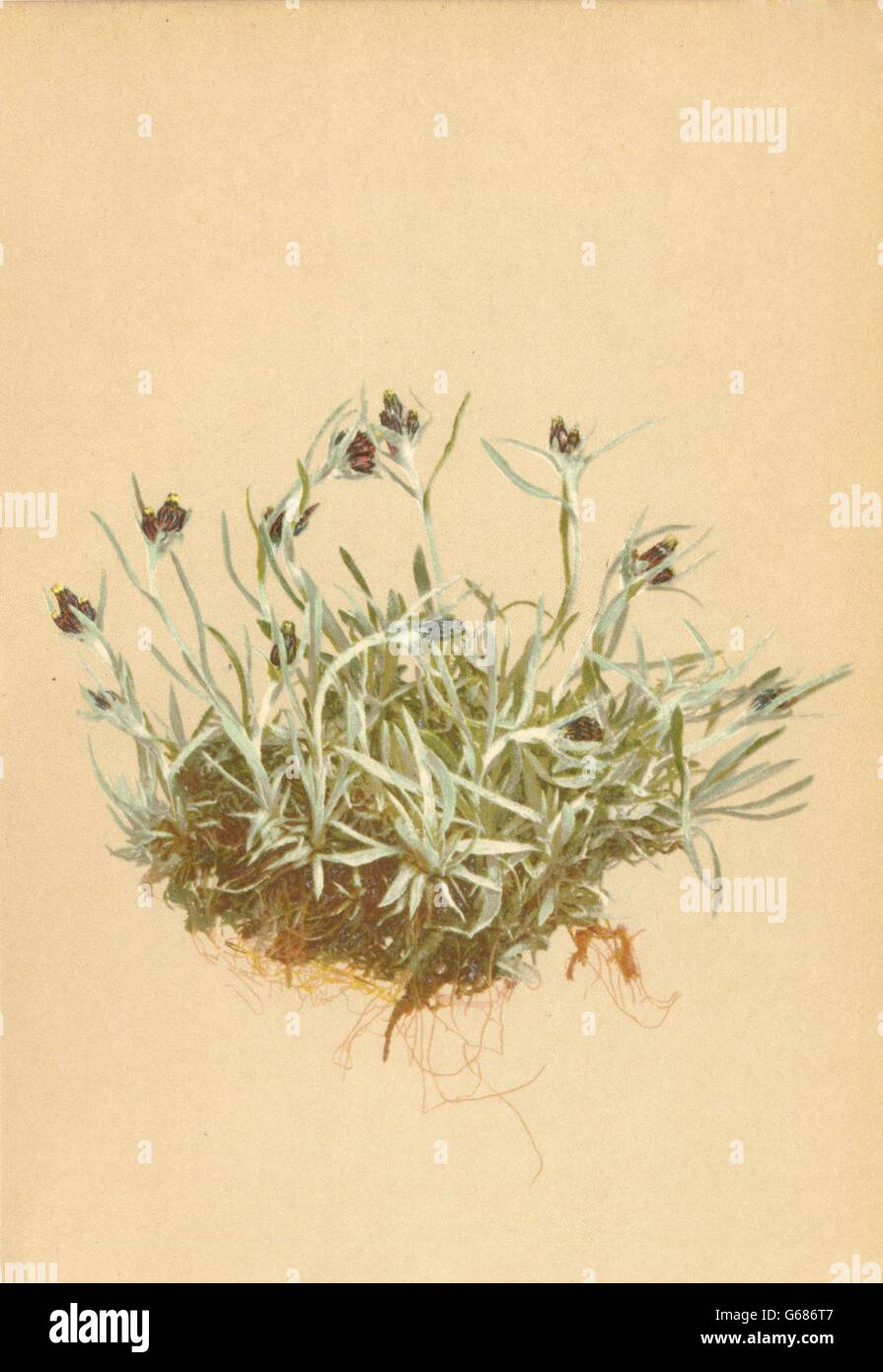 ALPENFLORA ALPINE FLOWERS: Gnaphalium supinum L-Niedriges Ruhrkraut, 1897 Stock Photo