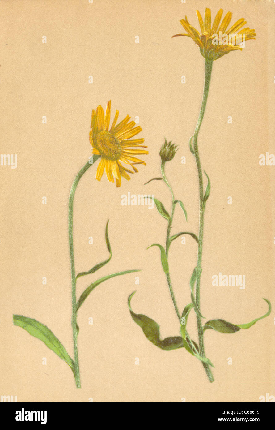 ALPINE FLOWERS: Buphthalmum salicifolium L-Weidenblättriges Rindsauge, 1897 Stock Photo