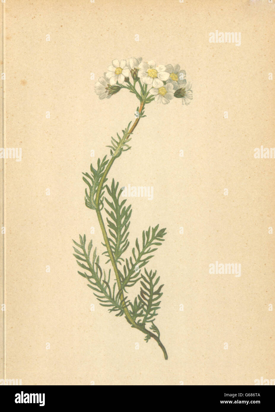 ALPENFLORA ALPINE FLOWERS: Achillea moschata Wulf-Bisamschafgarbe, print 1897 Stock Photo