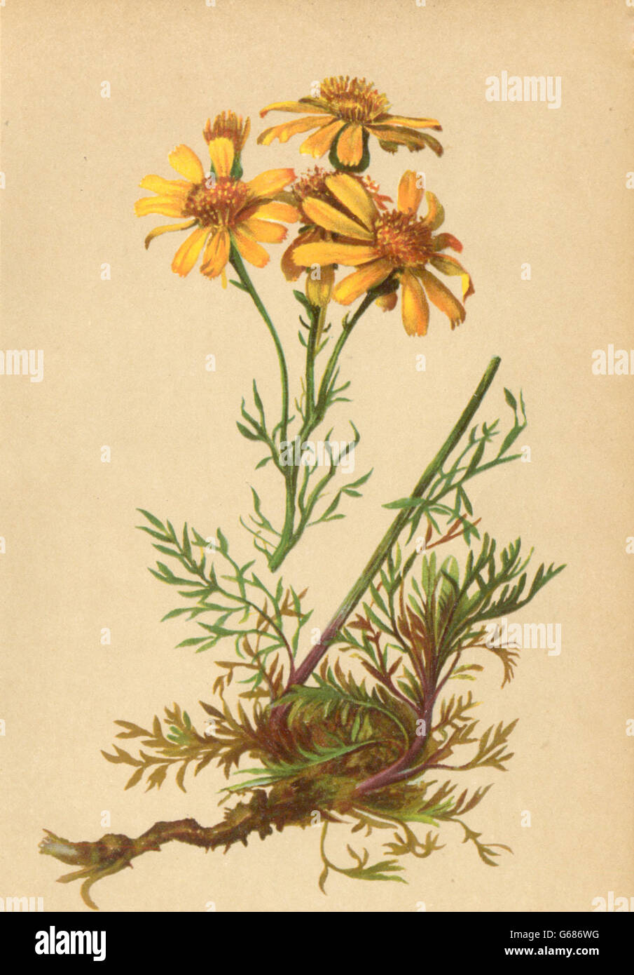 ALPINE FLOWERS: Senecio abrotanifolius L-Stabwurzblättriges Kreuzkraut, 1897 Stock Photo