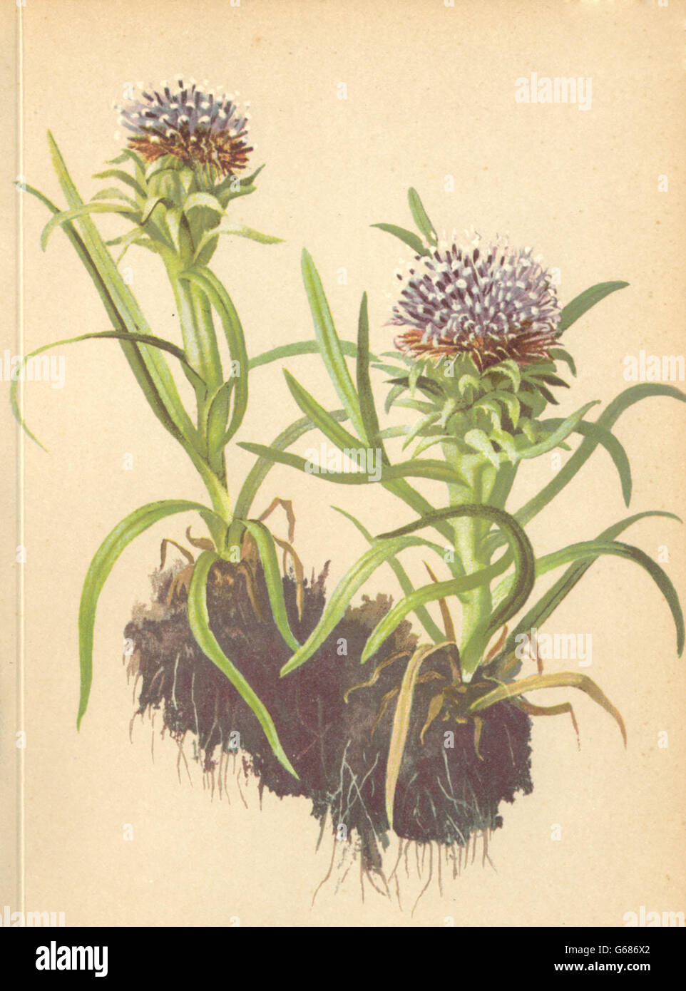 ALPENFLORA ALPINE FLOWERS: Saussurea pygmaea (L. ) Spreng-Zwergalpenscharte 1897 Stock Photo