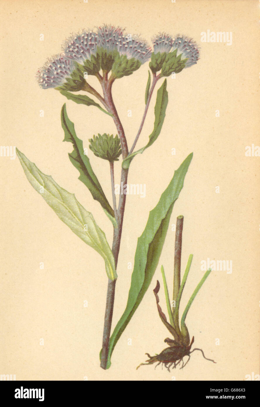 ALPENFLORA ALPINE FLOWERS: Saussurea alpina (L. ) DC-Gemeine Alpenscharte, 1897 Stock Photo