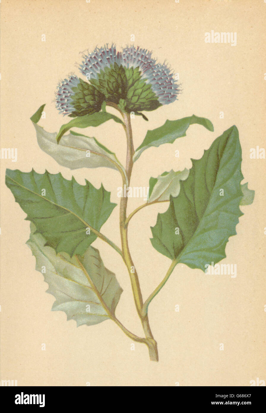 ALPENFLORA ALPINE FLOWERS:Saussurea discolor(W.)DC-Zweifarbige Alpenscharte 1897 Stock Photo