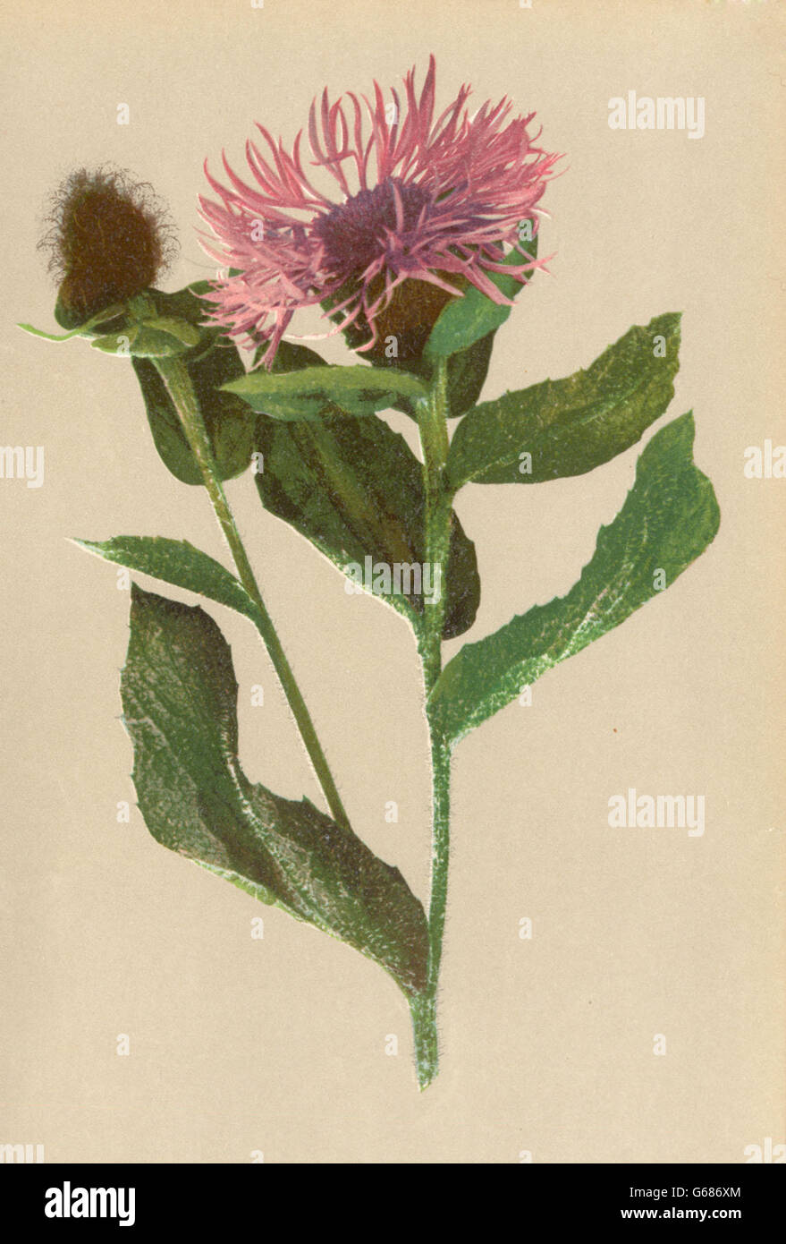 ALPENFLORA ALPINE FLOWERS: Centaurea phrygia L-Phrygische Flockenblume, 1897 Stock Photo