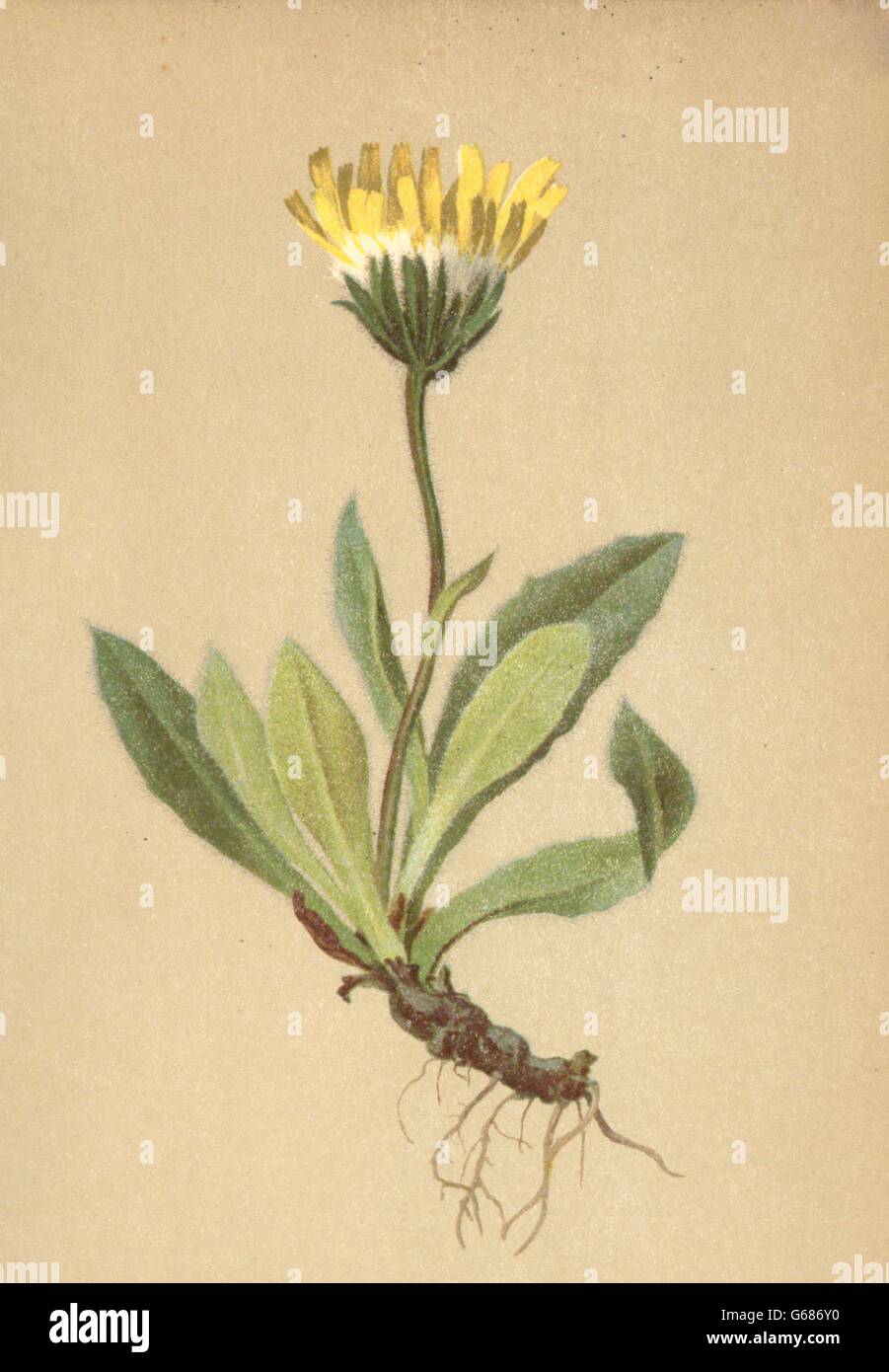 ALPENFLORA ALPINE FLOWERS: Leontodon taraxaci (All. ) Lois-Felsen-Löwenzahn 1897 Stock Photo