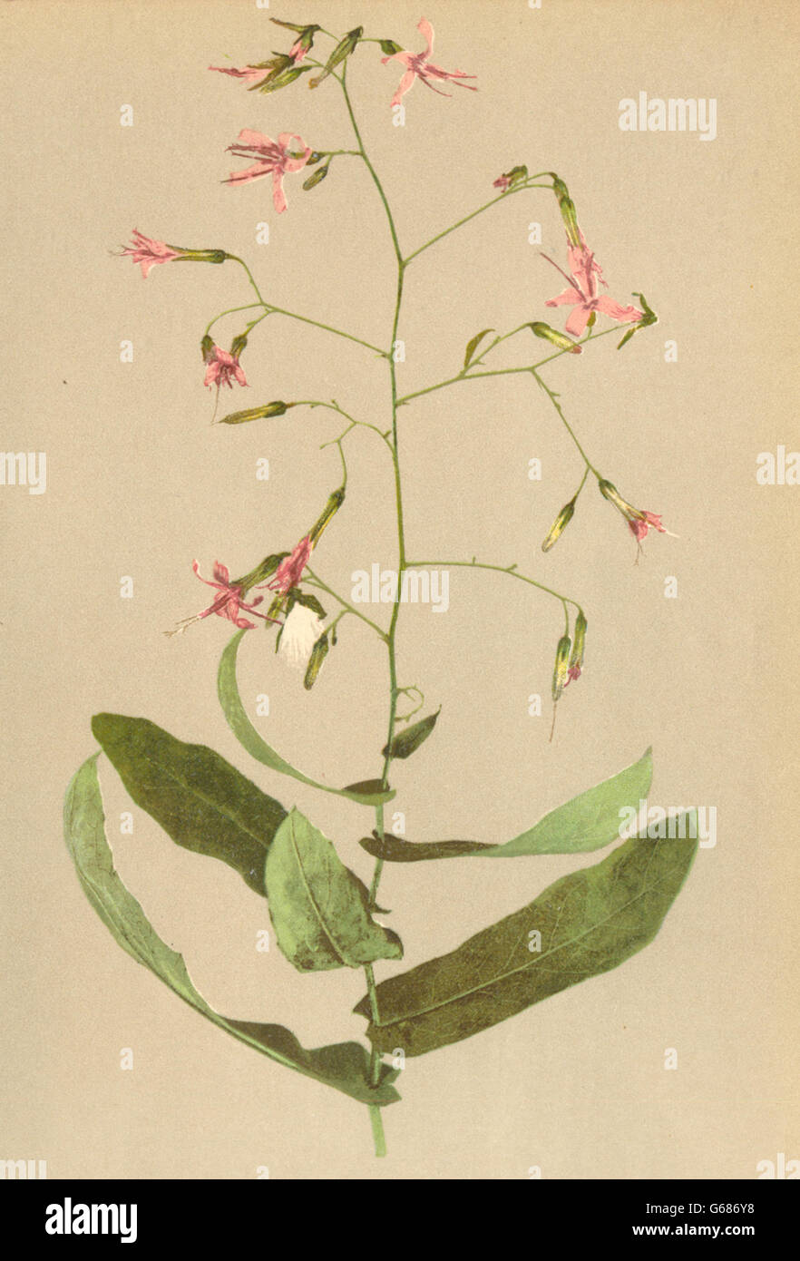 ALPENFLORA ALPINE FLOWERS: Prenanthes purpurea L-Hasenlattich, old print 1897 Stock Photo