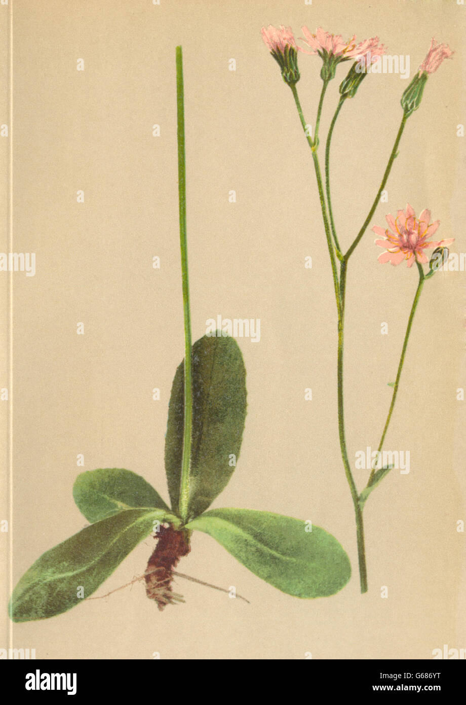 ALPENFLORA ALPINE FLOWERS: Crepis incarnata Tausch-Fleischfarbiger Pipau, 1897 Stock Photo