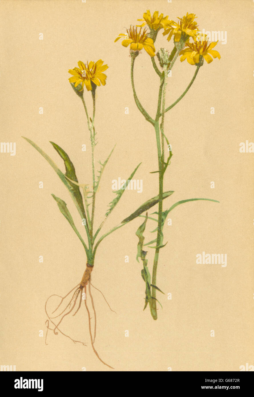 ALPENFLORA ALPINE FLOWERS: Crepis Jacquini Tausch-Jacquin's Pipau, print 1897 Stock Photo
