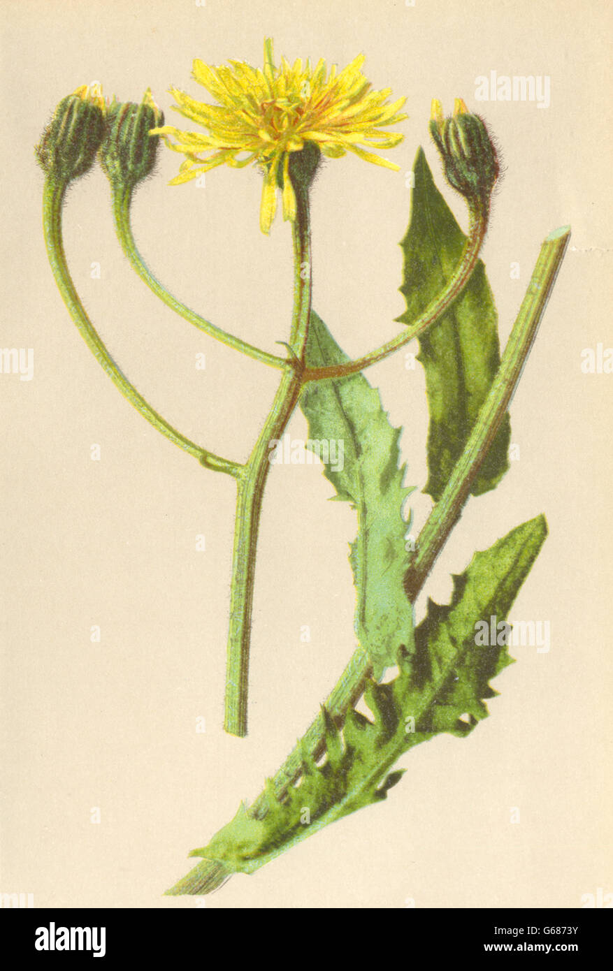 ALPENFLORA ALPINE FLOWERS: Crepis grandiflora Tausch-Grossköpfiger Pipau, 1897 Stock Photo