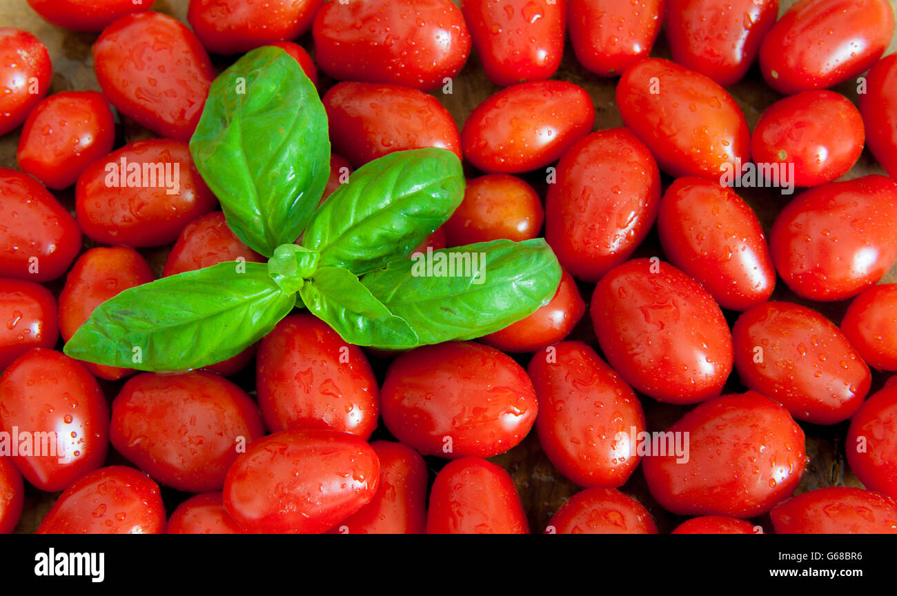 Cherry tomatoes background with fresh green basil leaves view from the ...