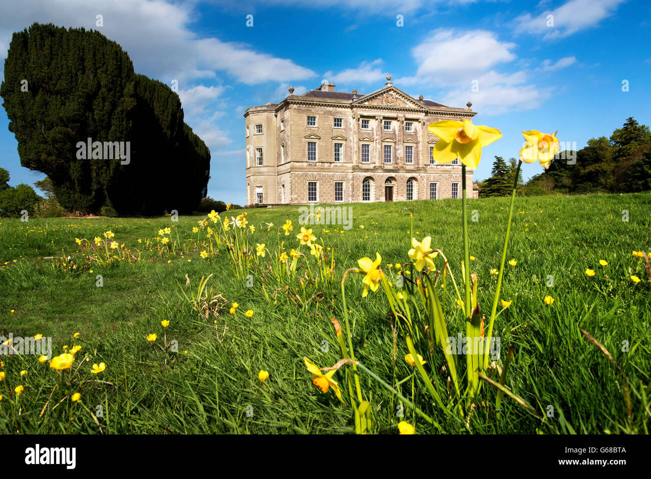 Daffodils, Castle Ward, Co. Down, Northern Ireland Stock Photo