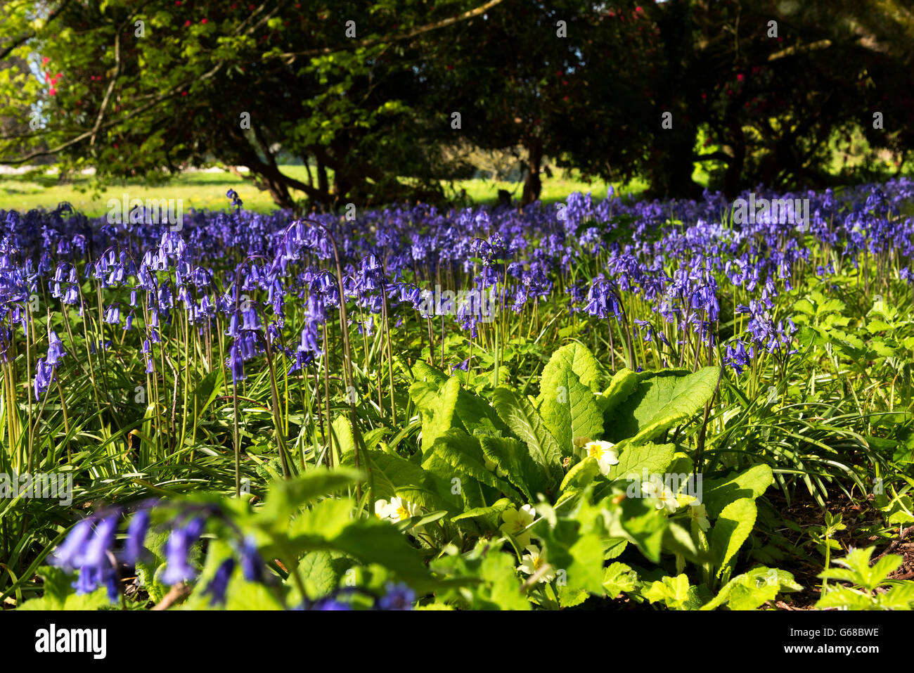 Bluebells, Primrose, Rowallane Gardens, Co. Down Stock Photo