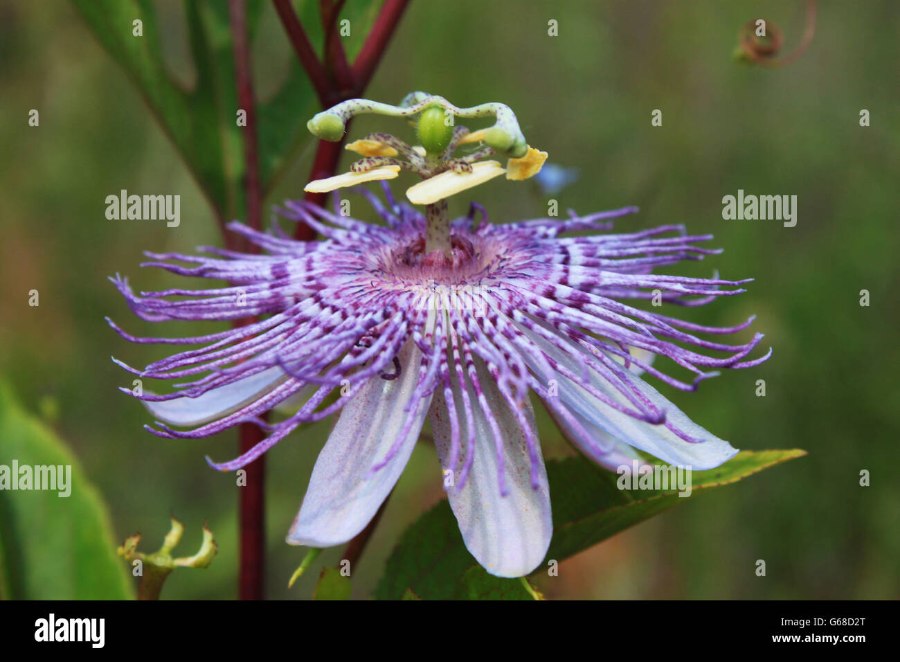 A Passion Flower Stock Photo
